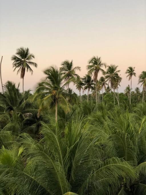 Recanto Dos Coqueirais São Miguel dos Milagres エクステリア 写真